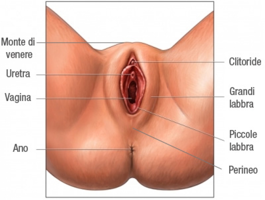 Beautyful vulva or labia