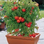 orto-sul_-balcone-pomodori