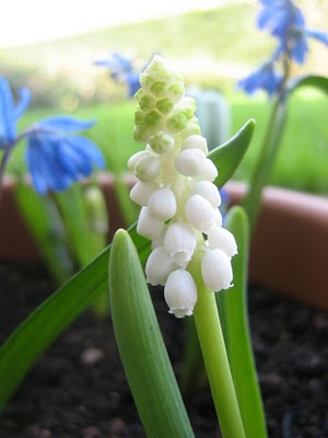 attivita-aperto-bulbi-muscari