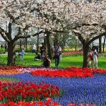 Visitare l'Olanda in primavera