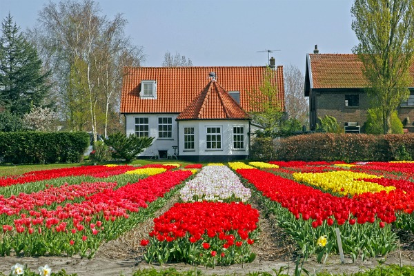 visitare l'Olanda in primavera