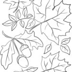 Disegni dell'autunno da colorare e stampare gratis _ foglie e ghiande