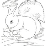Disegni dell'autunno da colorare e stampare gratis _ scoiattolo