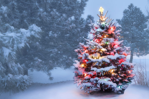 storie di Natale leggenda dell'albero di Natale