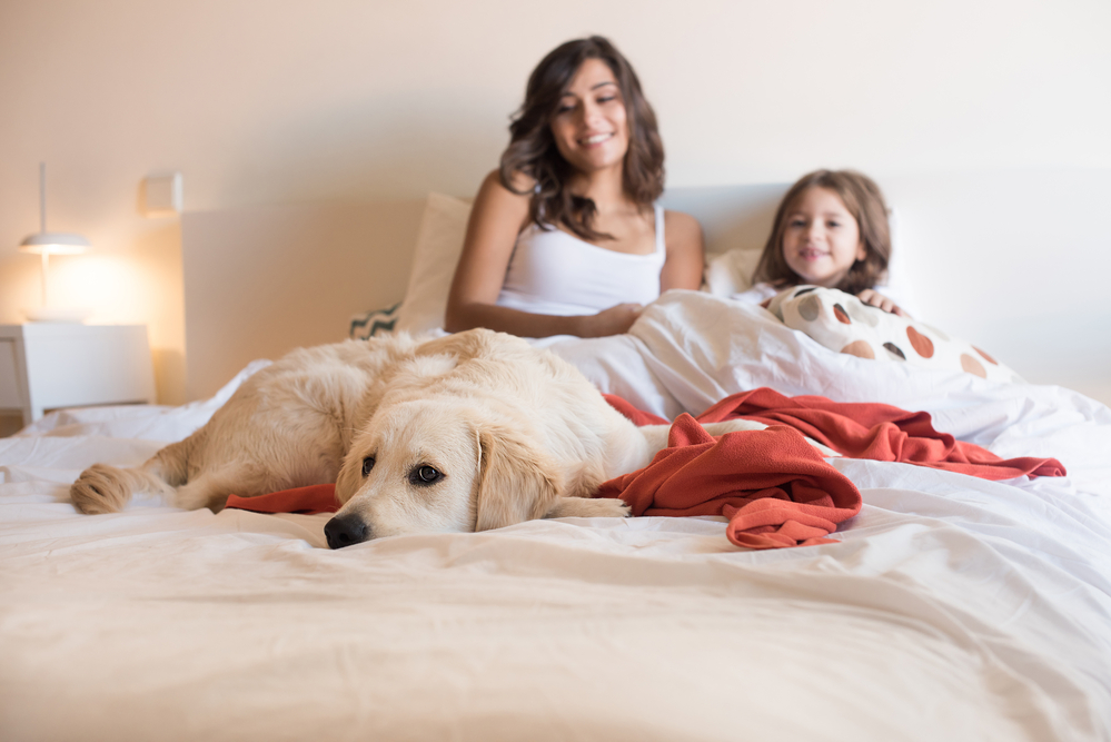 cane sul letto in famiglia